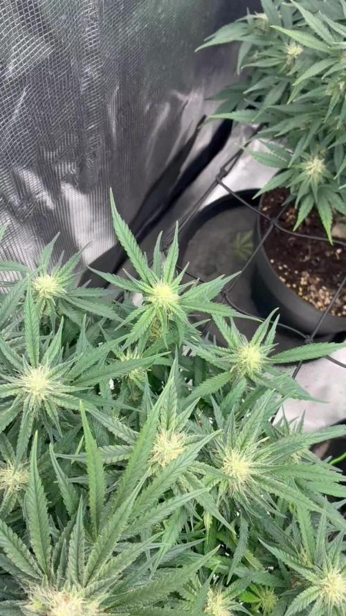 Testing new FastBuds genetics!