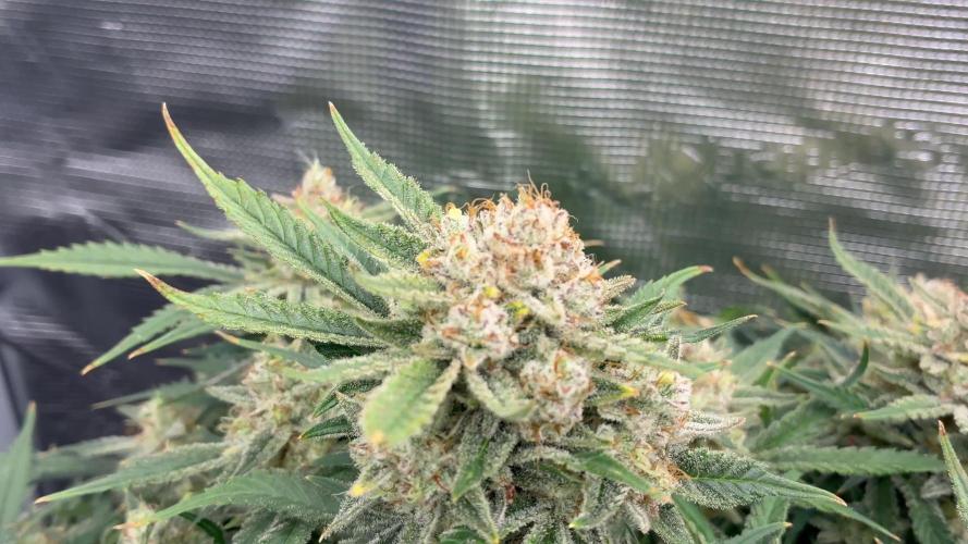 Testing new FastBuds genetics!