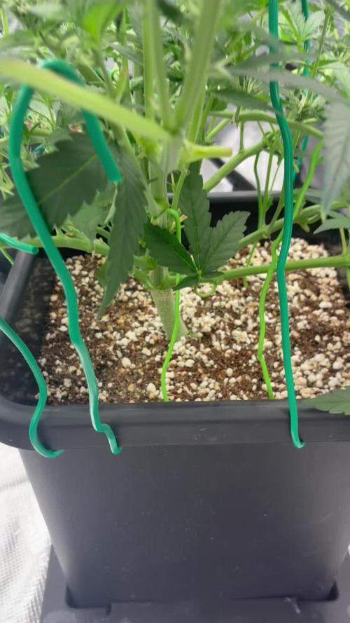 Trying out Autopots with FastBuds