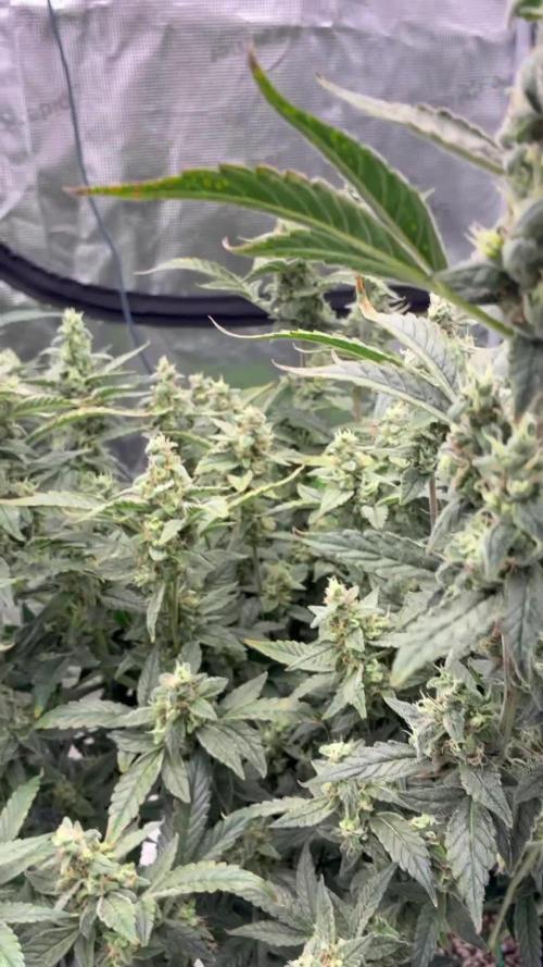 Gorilla Cookies Auto