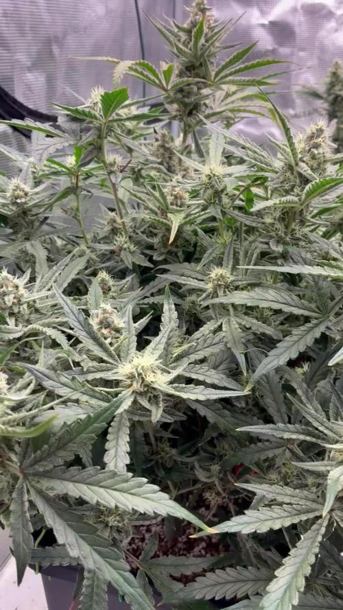 Frostbanger mixxed with Autopots and AN