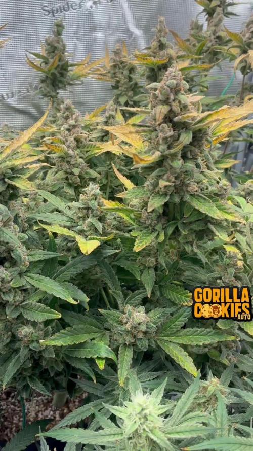 Gorilla Cookies Auto