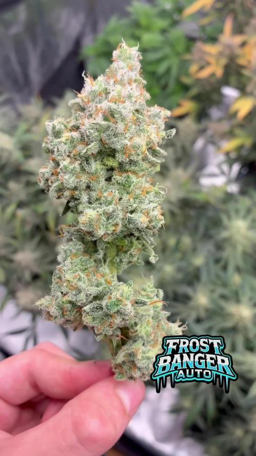 Frostbanger mixxed with Autopots and AN