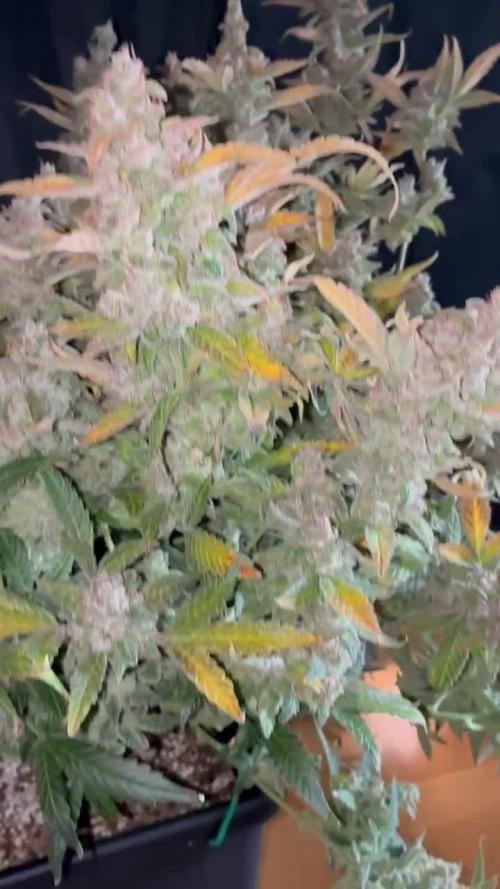 Gorilla Cookies Auto