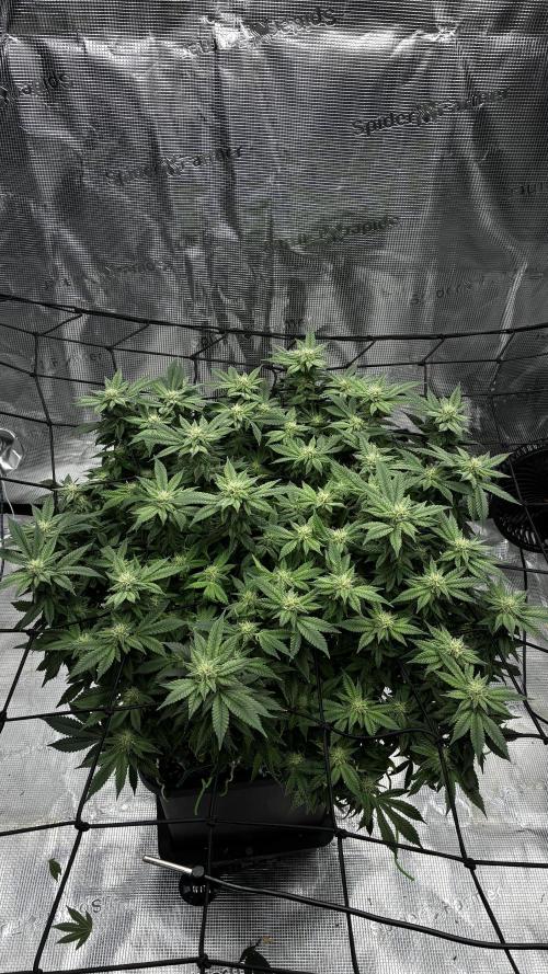 Road to tent filler. Week 22