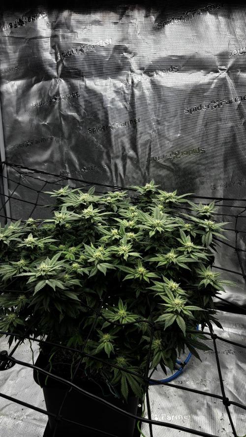 Road to tent filler. Week 22