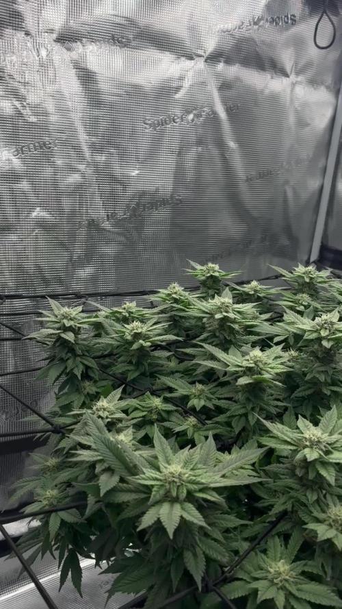 Permanent Marker Mainlining