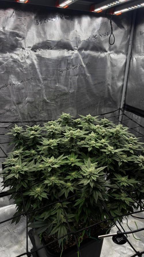 Permanent Marker Mainlining. Week 23