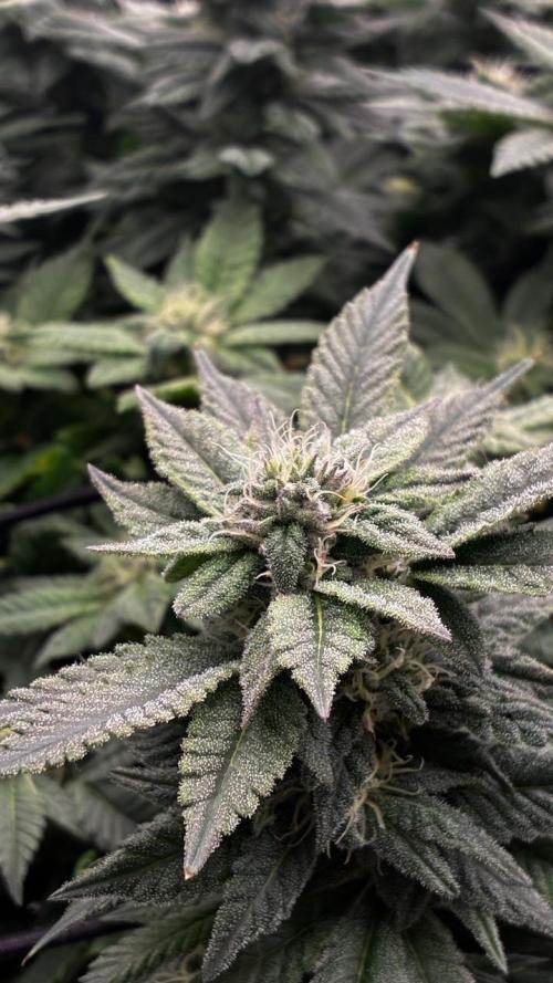 Permanent Marker Mainlining. Week 23