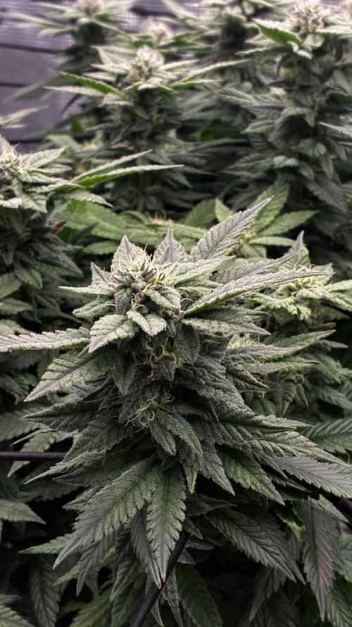 Permanent Marker Mainlining. Week 23