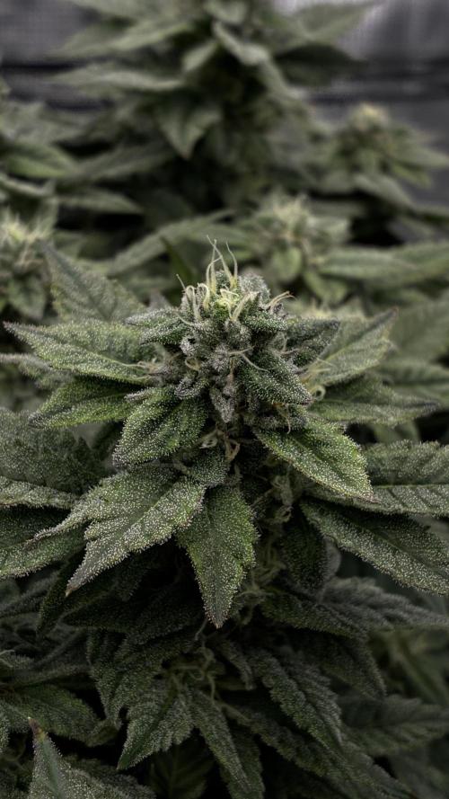 Permanent Marker Mainlining. Week 24