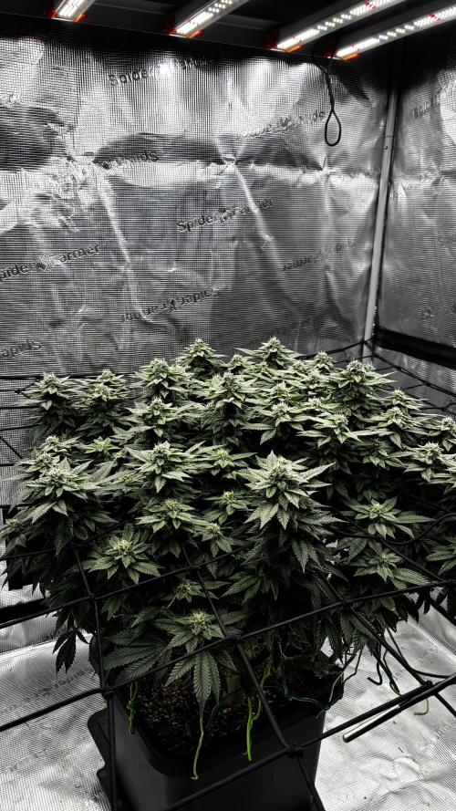 Permanent Marker Mainlining. Week 24