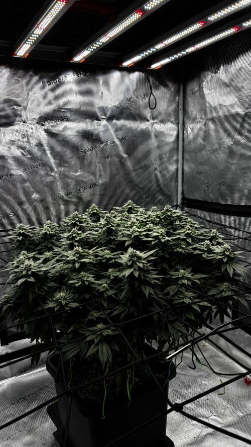 Permanent Marker Mainlining. Week 24