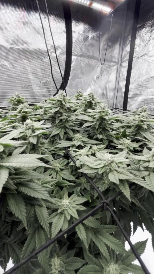 Permanent Marker Mainlining