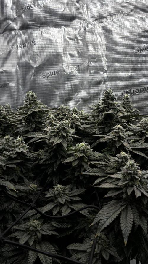 Permanent Marker Mainlining. Week 26