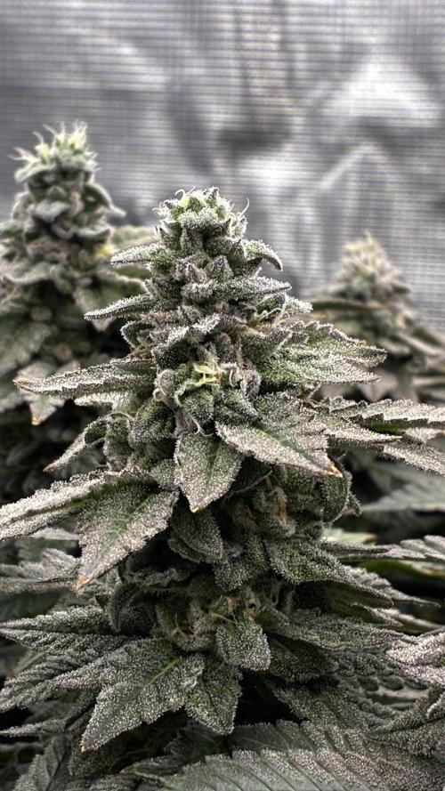 Permanent Marker Mainlining. Week 26