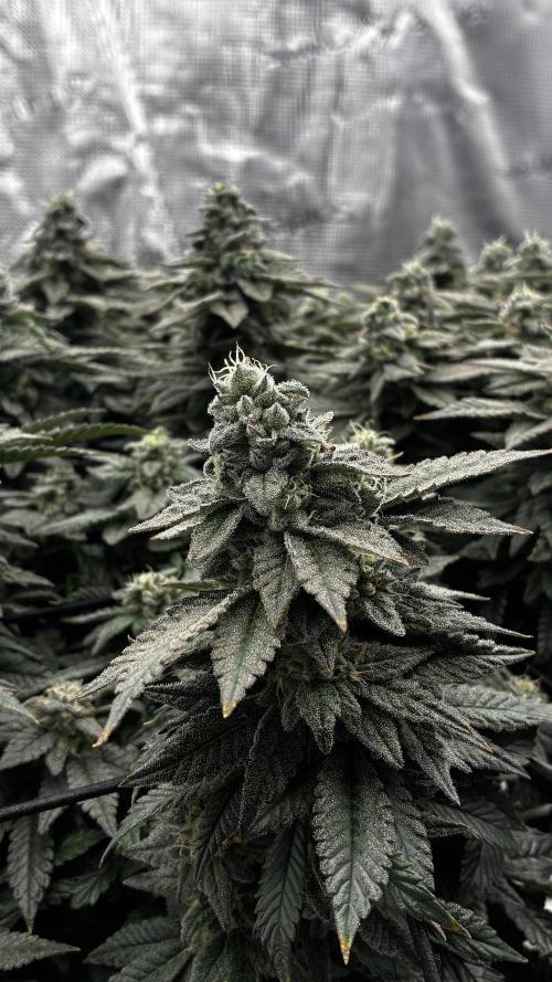 Permanent Marker Mainlining. Week 26