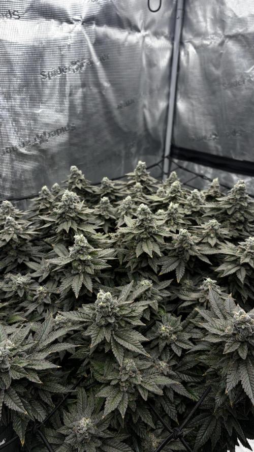 Permanent Marker Mainlining. Week 28