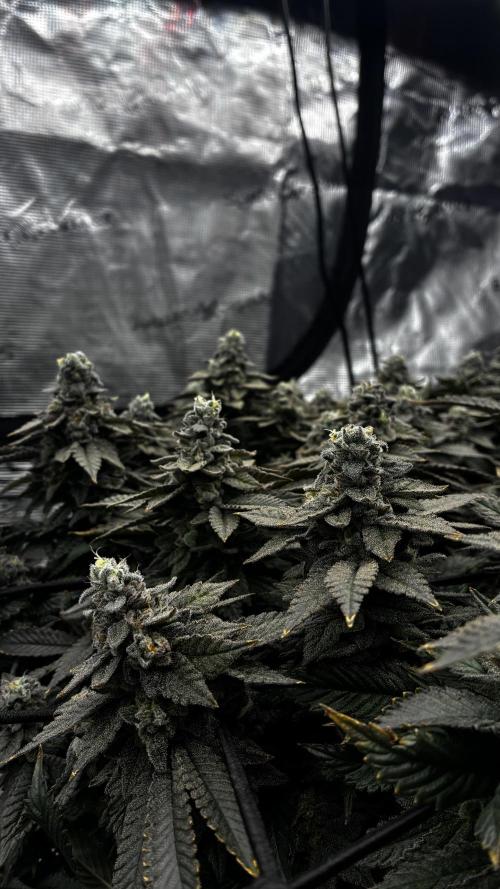 Permanent Marker Mainlining. Week 28