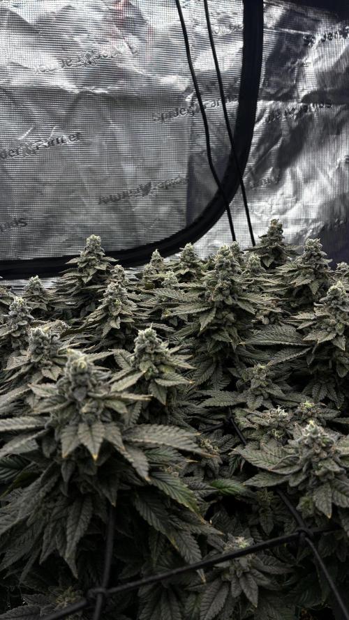 Permanent Marker Mainlining. Week 28