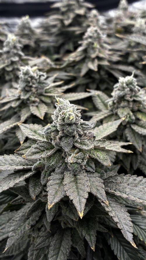 Permanent Marker Mainlining. Week 28