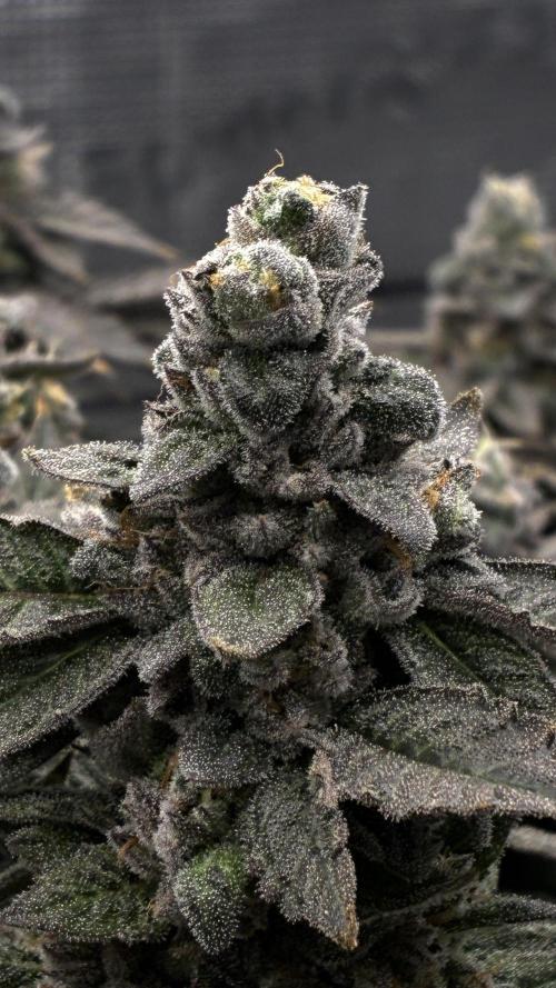 Permanent Marker Mainlining. Week 28