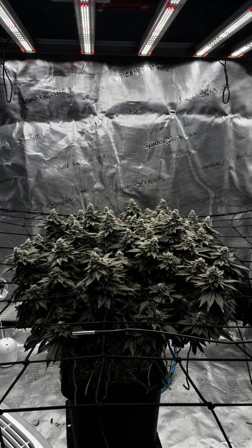 Permanent Marker Mainlining. Week 28