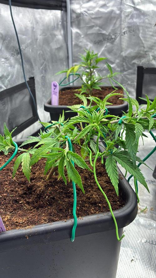 Candy Store Zkittlez x Tropicana Cookies. Week 3