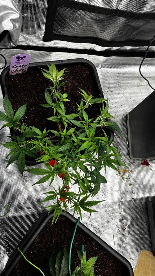 Candy Store Zkittlez x Tropicana Cookies. Week 4