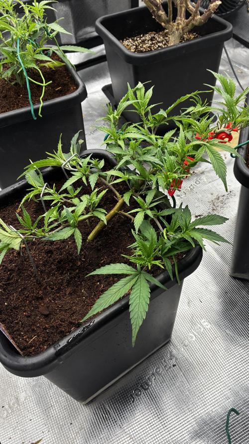 Candy Store Zkittlez x Tropicana Cookies. Week 4