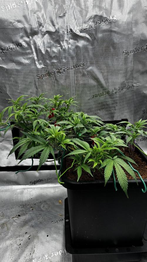 How to fck your stretch up!. Week 6