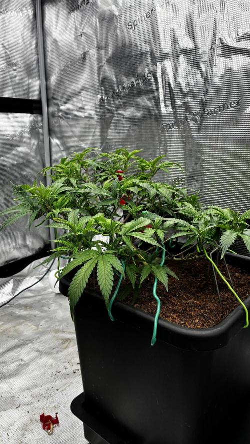 How to fck your stretch up!. Week 6