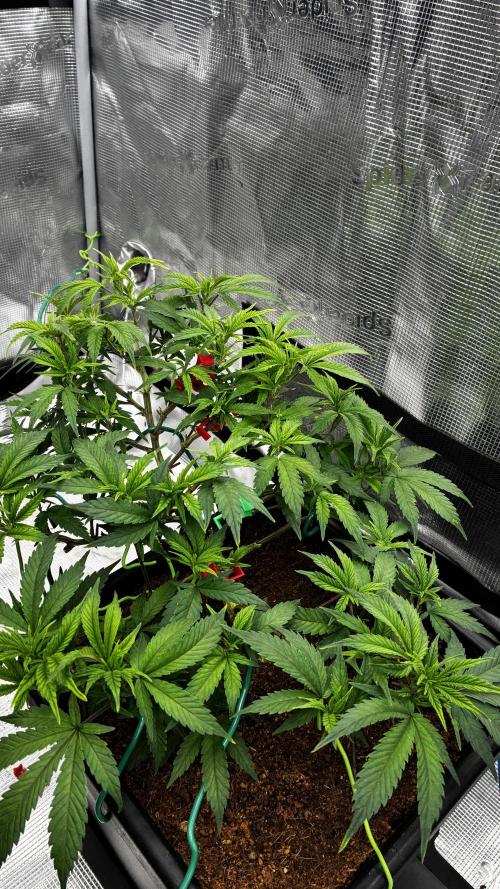 How to fck your stretch up!. Week 6