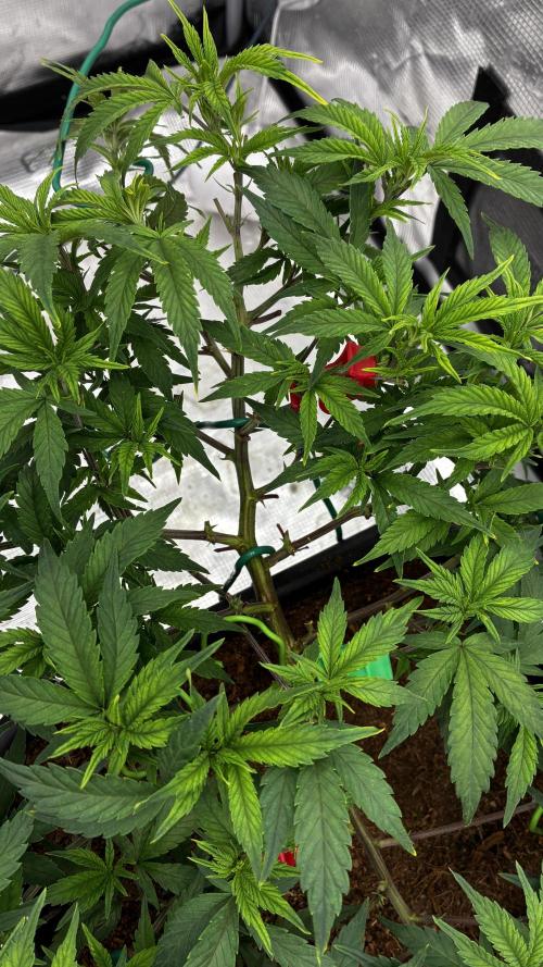 How to fck your stretch up!. Week 6