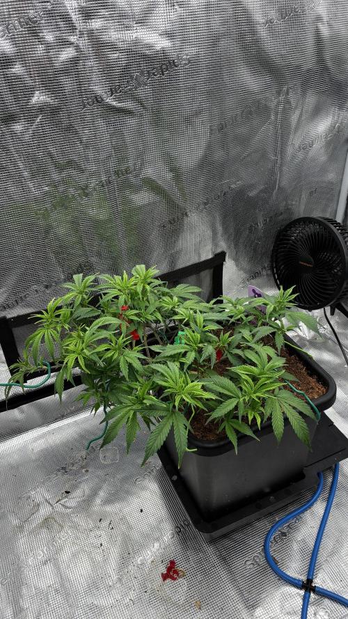 How to fck your stretch up!. Week 6