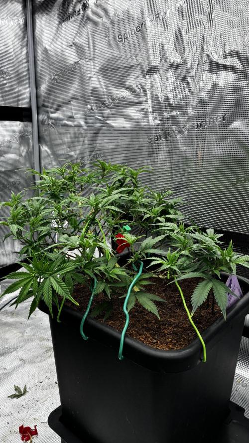 How to fck your stretch up!. Week 7