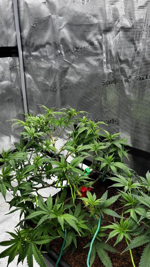 How to fck your stretch up!. Week 7