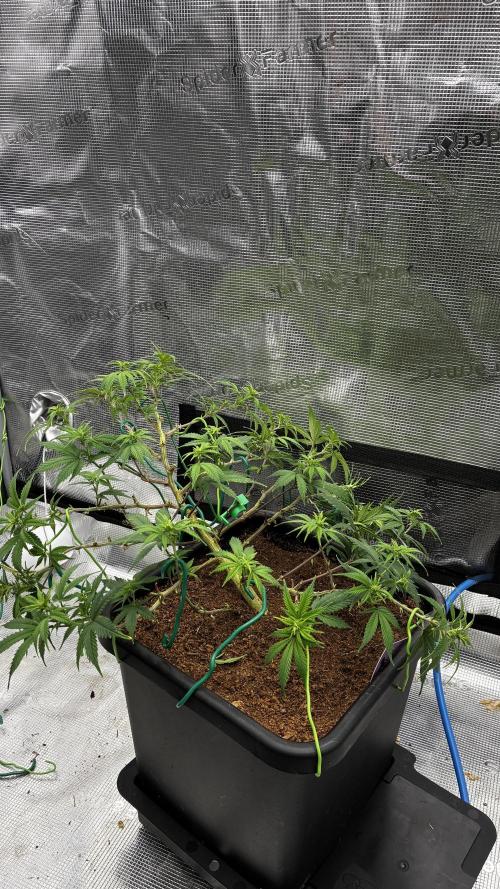 How to fck your stretch up!. Week 8