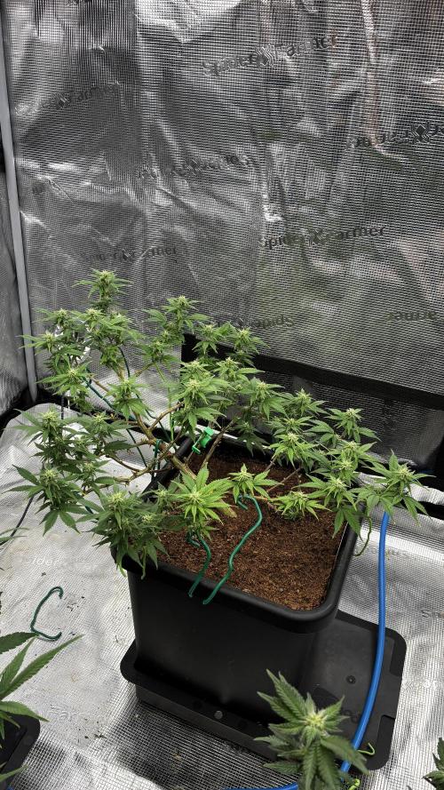 How to fck your stretch up!. Week 9
