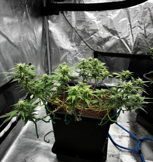 How to fck your stretch up!. Week 9