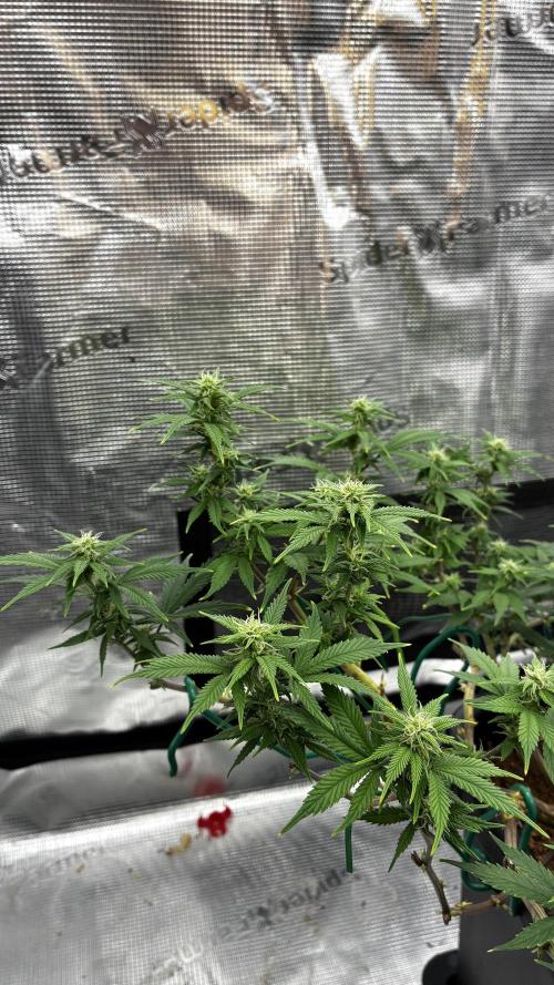 How to fck your stretch up!. Week 9