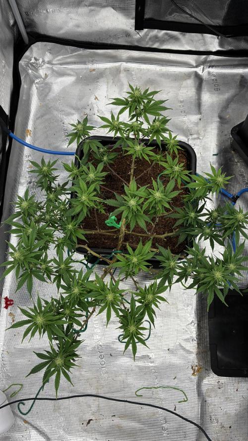 How to fck your stretch up!. Week 9