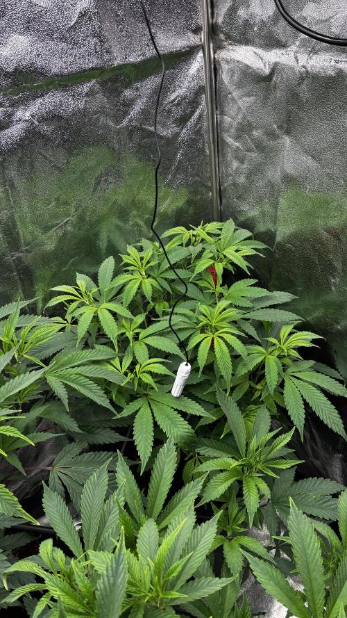 Clone Only run in the 4x4. Week 5 - Zoap