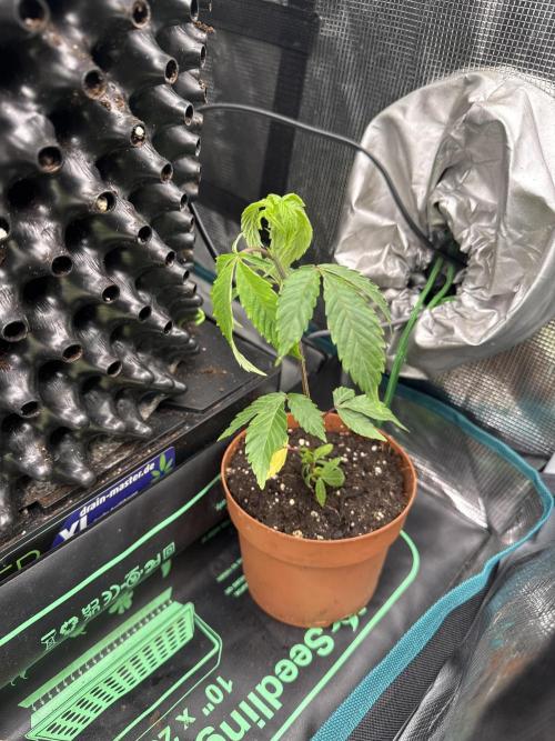 Permanent Marker Doja Exclusive Clone. Week 1 - After arriving and transplanting 