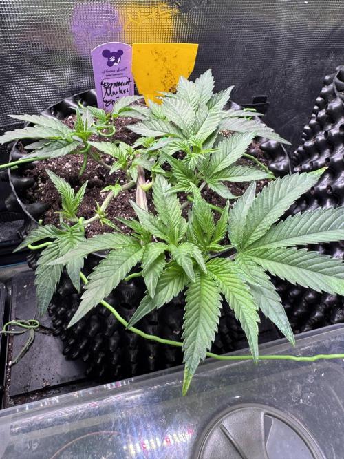 Permanent Marker Doja Exclusive Clone. Week 3 - Progress of LST
