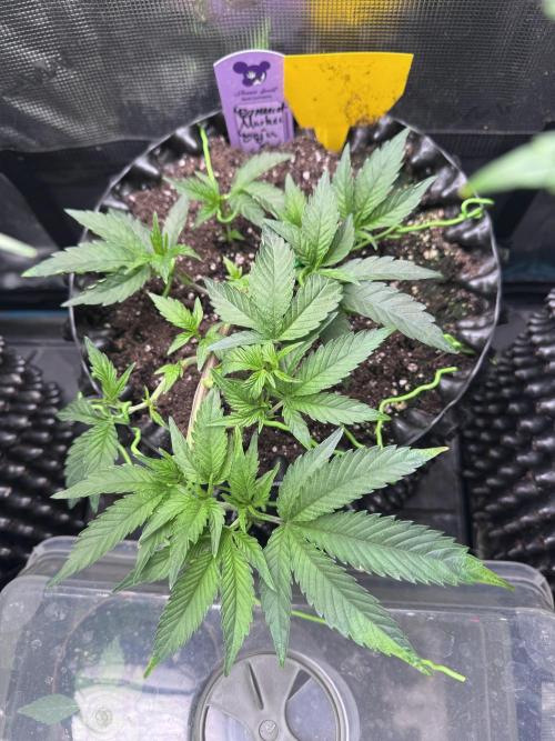 Permanent Marker Doja Exclusive Clone. Week 3 - Progress of LST
