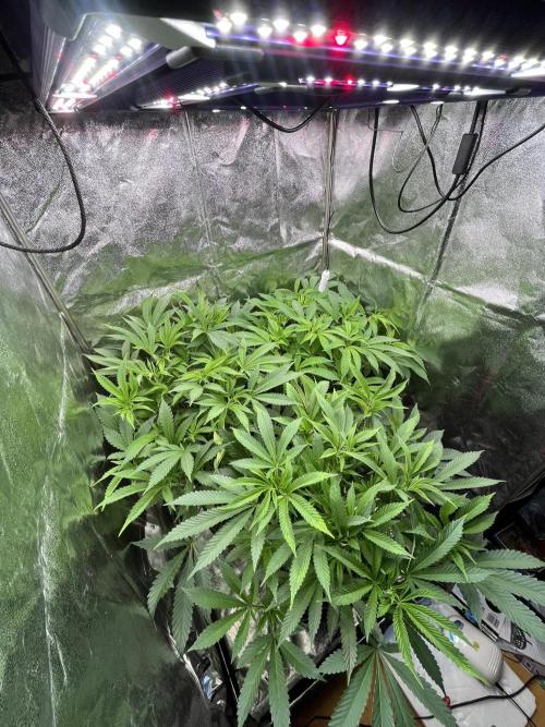 Clone Only run in the 4x4. Week 6