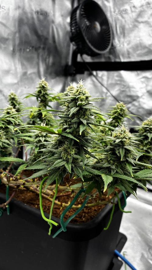 How to fck your stretch up!. Week 12