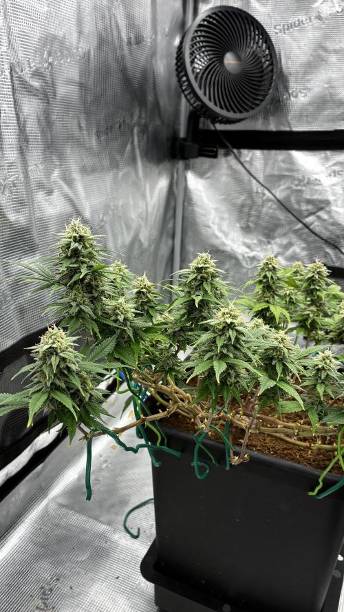 How to fck your stretch up!. Week 12