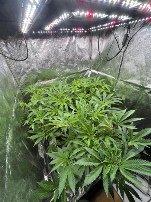 Clone Only run in the 4x4. Week 7